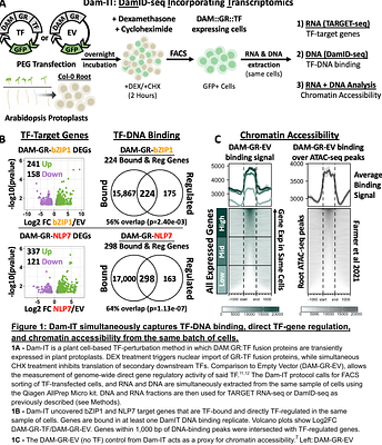 Transcription Factor (TF) validation using Dam-IT simultaneously captures genome-wide TF-DNA binding, direct gene regulation, and chromatin accessibility in plant cells