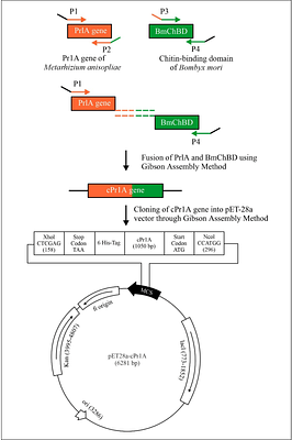 Bioengineering of a Chimeric Metarhizium anisopliae cPr1A Protease with Enhanced Binding and Enzyme Activity Through C-terminal Fusion of Bombyx mori Chitin-Binding Domain