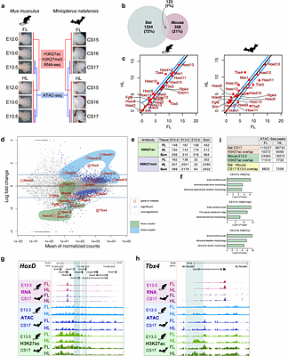 Functional characterization of bat limb regulatory elements