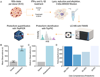 Characterization of cytokine treatment on human pancreatic islets by top-down proteomics
