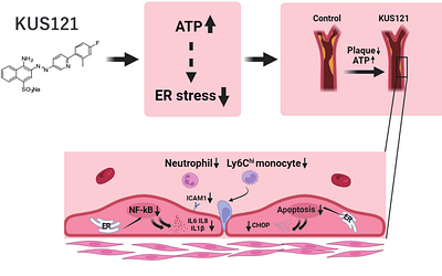 A novel VCP modulator, KUS121, attenuates atherosclerosis progression by maintaining intracellular ATP and mitigating ER stress in endothelial cells