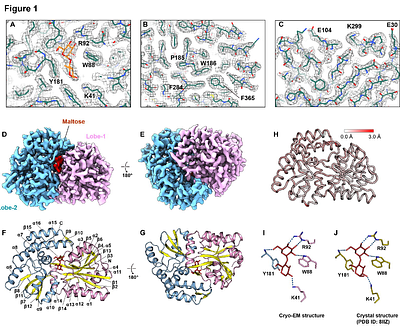 High-resolution cryo-EM structures of small protein-ligand complexes near the theoretical size limit
