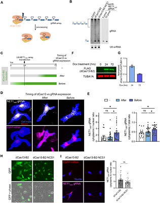 Reprogramming mRNA localization by targeted RNA-protein interference