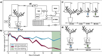 Chiral monoterpene dynamics of shoots and roots of Norway spruce in response to drought