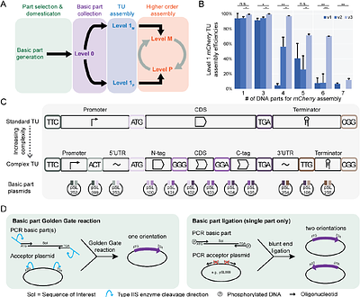 In- & Out-Cloning: Plasmid toolboxes for scarless transcription unit and modular Golden Gate acceptor plasmid assembly