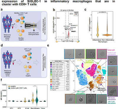 SIGLEC1 FACILITATES MACROPHAGE-CD8+ T CELL INTERACTIONS AND CORRELATES WITH CANCER IMMUNOTHERAPY RESPONSE