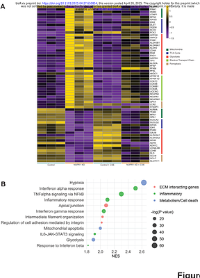The ferroptosis inhibitor NUPR1 coordinates the mitochondrial response to oxidative stress and cell metabolism during COPD pathogenesis in the lung