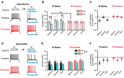 Enkephalin Gates D2-MSN Disinhibition of the Ventral Pallidum During Cocaine Abstinence
