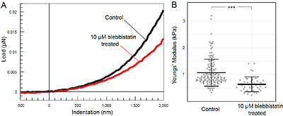 Moderately Reduced Contractility Decreases Epithelial Cell-Cell Contact Rupture Under Large External Stretch