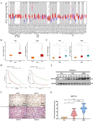 METTL1 regulates glioma proliferation through internal m7G methylation of EPHA2
