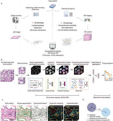 Scalable 3D cell-interaction analysis via supercell graphs for prostate cancer risk stratification