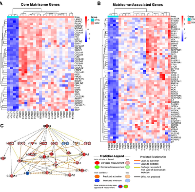 Mechanotherapeutic Potential of Survivin in Glioblastoma