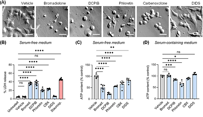 Binding to Albumin and Off-Target Toxicity Confound the Use of LRRC8/VRAC Channel Blockers in Cell Physiology Assays