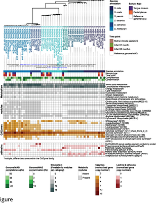 Unique ecology of co-occurring functionally and phylogenetically undescribed species in the infant oral microbiome