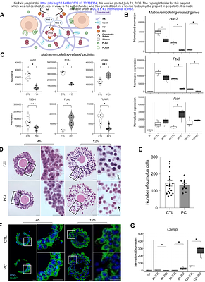 Proprotein convertase activity regulates cumulus-oocyte-complex matrix integrity and cumulus cell migration during ovulation via a GDF9-dependent mechanism