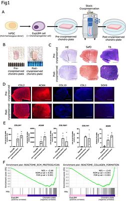 Scaffold-free cryopreservable cartilage grafts obtained from hiPSC-derived chondroprogenitor cells for airway reconstruction with growth adaptability