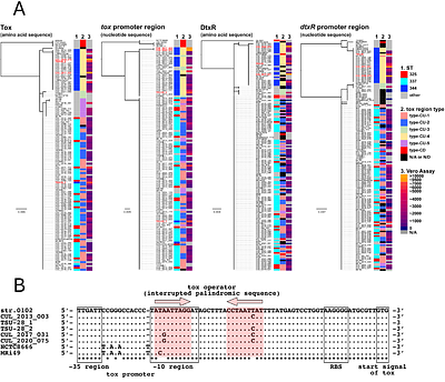 Comparative genome analysis of Corynebacterium ulcerans Japanese isolates revealed domestically and globally diverse geographical distribution of the organism of different types.