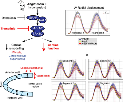 The anti-cancer drug trametinib suppresses angiotensin-induced cardiac remodelling in mice but is detrimental to function
