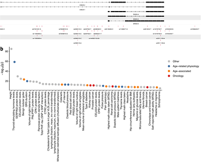 Stress-responsive enhancer RNAs couple chromatin reprogramming to post-transcriptional control of senescence