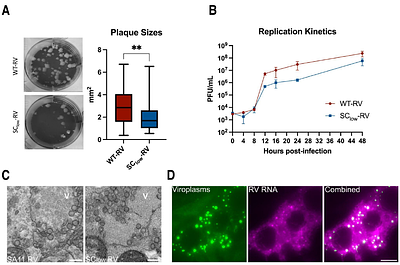 Phosphorylation enables allosteric control of a viral condensate