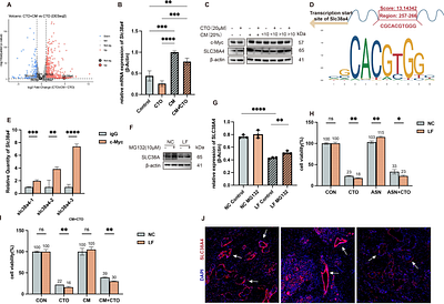 Stromal asparagine supports tumor adaptation to oxidative phosphorylation inhibition through SLC38A4-mediated metabolic coupling