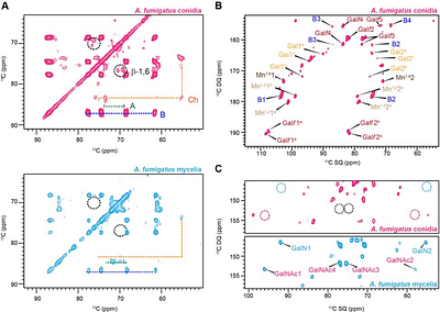 Kre6-Dependent β-1,6-glucan Biosynthesis Only Occurs in the Conidium of Aspergillus fumigatus