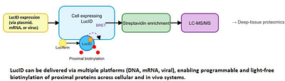 LucID: A Self-Activating Bioluminescent Biotin Ligase for Light-Free Proximity Labeling in Deep Tissues