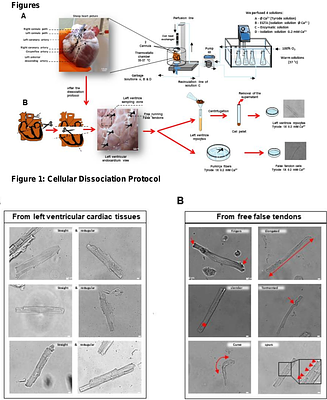 AI-based identification of cardiac Purkinje fiber cells isolated from whole adult sheep hearts