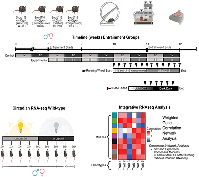 Light and sex modify Snord116 genotype effects on metabolism, behavior, and imprinted gene networks following circadian entrainment