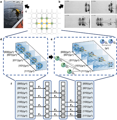 Simulating fluid vortex interactions on a superconducting quantum
  processor