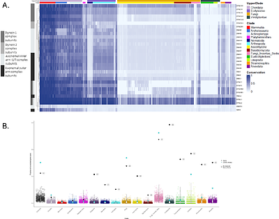 CladeOScope-GSA: A Tool for Predicting Functional Gene Interactions via Phylogenetic Profiling