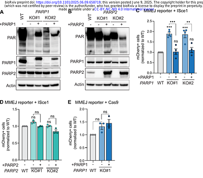 PARP1 and PARP2 are dispensable for DNA repair by microhomology-mediated end-joining during mitosis.