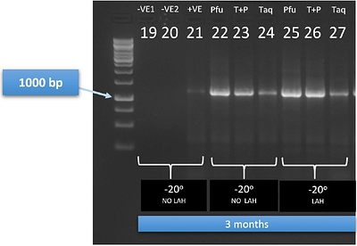 L-Arginine Hydrochloride Enables Cold-Chain-Free DNA Polymerase Storage