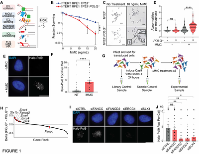Hierarchical Coordination of Polymerase Theta and RAD51 Resolves Clustered Replication Fork Collapse