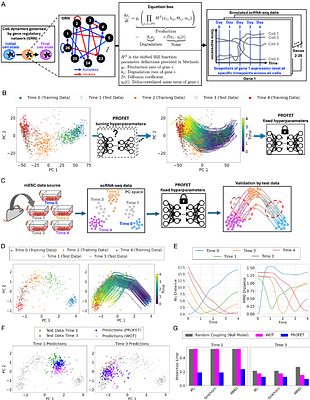 PROFET Predicts Continuous Gene Expression Dynamics from scRNA-seq Data to Elucidate Heterogeneity of Cancer Treatment Responses
