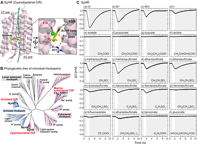 Discovery of Light-Powered Organic Ion Transport by a Natural Protein