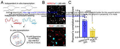 mRNA interactions promote cotranslational association of heteromeric membrane proteins