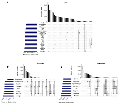 Cell-type specific impact of opioid use disorder and HIV on the human forebrain and cerebellum