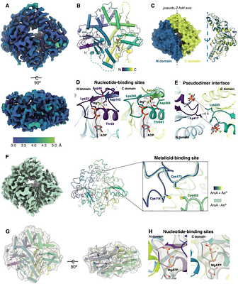 Nucleotide and metalloid-driven conformational changes in the arsenite efflux ATPase ArsA