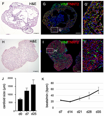 Tissue resident macrophages innately develop in a human iPSC-derived cardiac organoid model