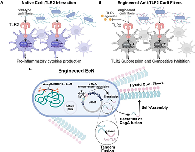 Modulating Innate Immune Responses to Curli Fibers Through Protein Engineering