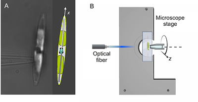 Anisotropic fluorescence emission by diatoms modifies the underwater oceanic light field