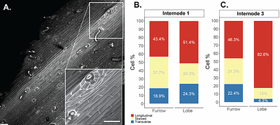 Helical Growth of Twining Common Bean is Associated with Longitudinal, Not Skewed, Microtubule Patterning