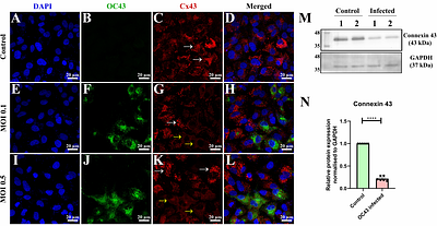 Human coronavirus OC43 infection remodels Connexin 43 mediated gap junction intercellular communication in vitro