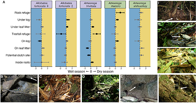 Behavioral, hormonal, and chemical responses to seasonality in poison frogs with divergent reproductive strategies