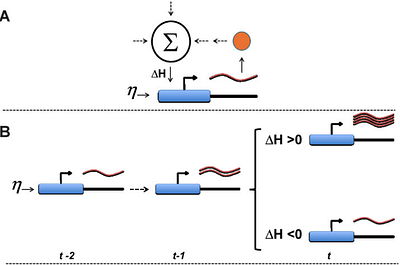 Adaptation by stochastic tuning of gene expression in mammalian cells