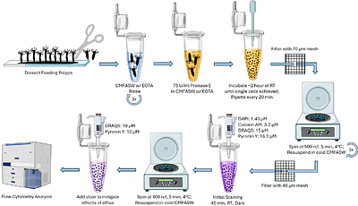 A gene-agnostic FACS technique to isolate stem cells in Hydractinia symbiolongicarpus validated with cytology