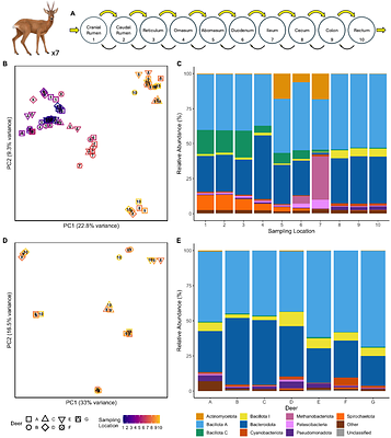 Pervasive Intraspecific Genetic Local Adaptation Within the Natural Gut Microbiome