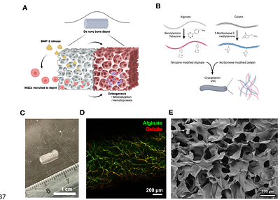 Kinetics of de novo Bone and Bone Marrow Niche Formation with Hybrid Click Cryogels