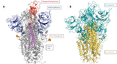 Cleaved vs. Uncleaved: How Furin Cleavage Reshapes the Conformational Landscape of SARS-CoV-2 Spike